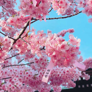 桜の木の下で春の日の肌理（きめ）美学！花見シーズン必須のインナーガイド